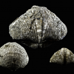 What are Pyritized Seashells?