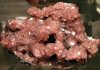 calamine-anti-itch-mineral