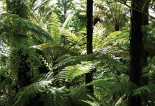 jurassic-forest