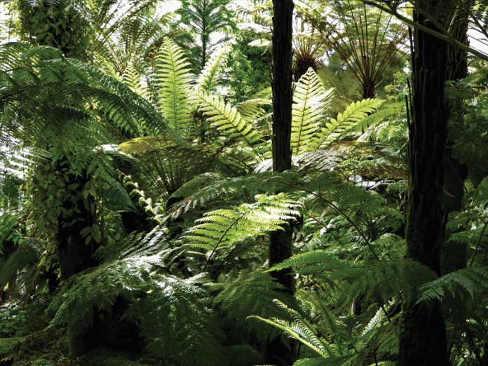 Edinburgh Fossil Garden jurassic-forest