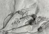 fossil-collecting-cystoids