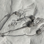 What Are Cystoid Fossils? fossil-collecting-cystoids