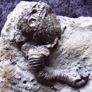 fossil-collecting-cystoids