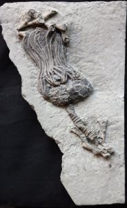 crinoid-fossils