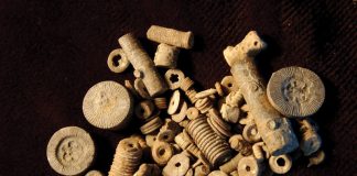 crinoid-fossils
