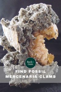 fossil-mercenaria-clams