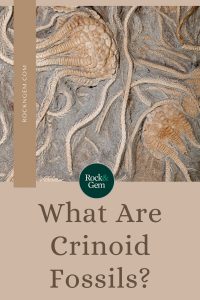 what-are-crinoid-fossils