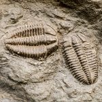 trilobite-fossil