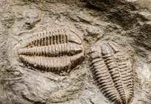 trilobite-fossil