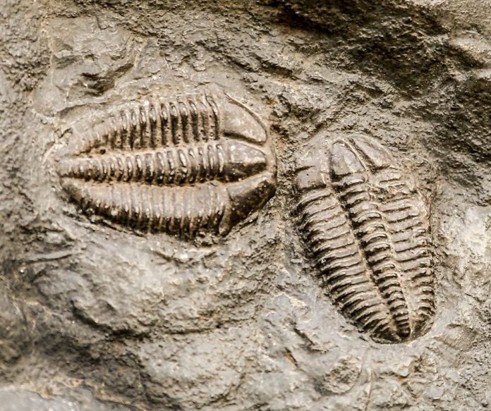 trilobite-fossil