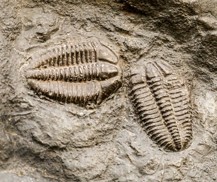 FOSSIL