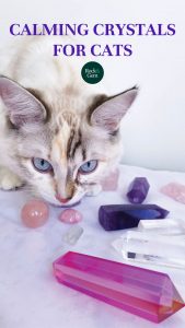 calming-crystals-for-cats