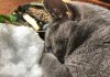 cats-and-crystals