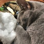 cats-and-crystals