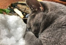 cats-and-crystals