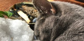 cats-and-crystals