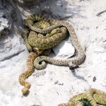 rock-collecting-arizona