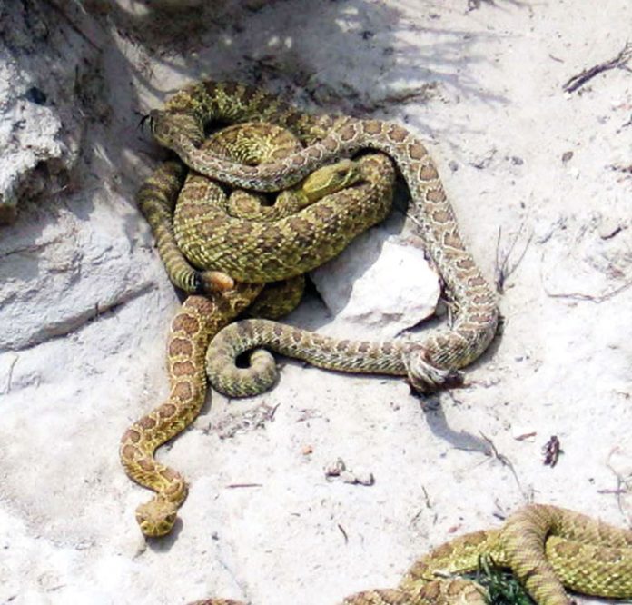 Rattlesnakes rock-collecting-arizona