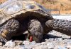 why-do-animals-eat-rocks
