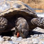 Why Do Animals Eat Rocks? why-do-animals-eat-rocks