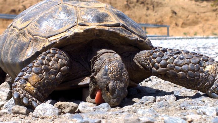 why-do-animals-eat-rocks