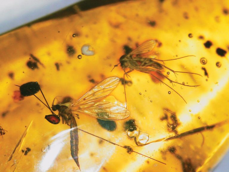 Amber Stone: Nature’s Insect Death Trap - Rock & Gem Magazine
