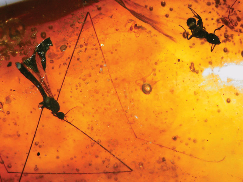 Amber Stone: Nature’s Insect Death Trap - Rock & Gem Magazine