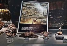 Tombstone Silver: History and Mystery tombstone silver specimen from the Lucky Cuss mine on display