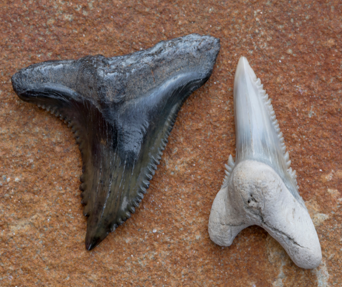 Shark Teeth shark-teeth