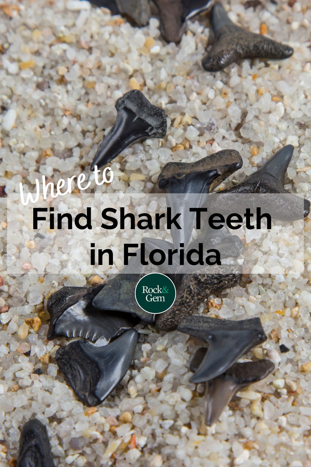 Diving for Shark Teeth - Rock & Gem Magazine