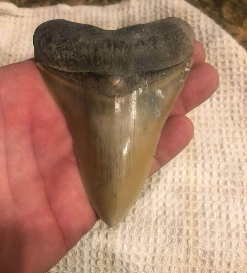 Diving for Shark Teeth - Rock & Gem Magazine