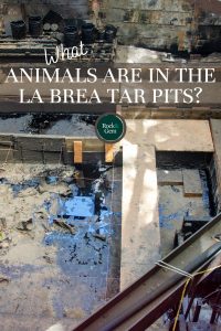 la-brea-tar-pits