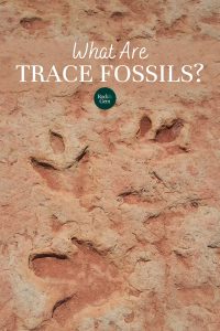 trace-fossils