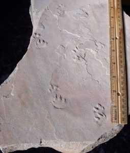 trace-fossils