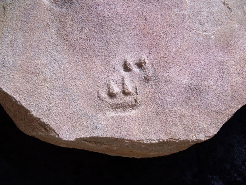Trace Fossils Footprints