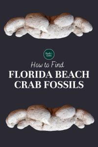 florida-beach-crab-fossils