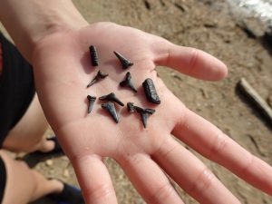 fossil-shark-teeth