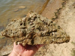 fossil-shark-teeth