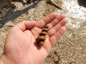 fossil-shark-teeth