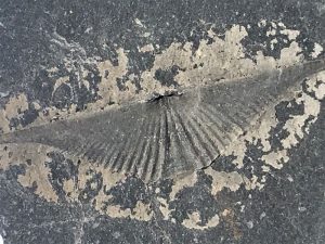 brachiopod-fossil