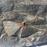 Brachiopod Fossils & the Legend of the Stone Swallows brachiopod-fossil