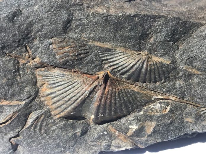 brachiopod-fossil