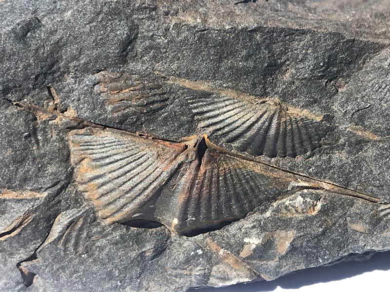 Brachiopod Fossils The Legend Of The Stone Swallows Brachiopod Fossils The Legend Of The Stone Swallows