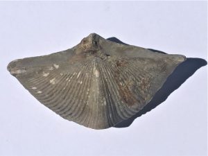brachiopod-fossil