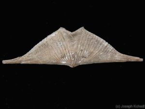 brachiopods