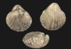 brachiopods