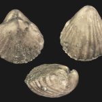 Brachiopods: Ancient Marine Life brachiopods