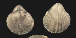 brachiopods