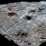 fossil-echinoderms
