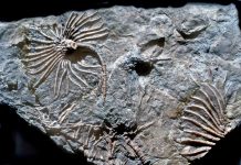 fossil-echinoderms